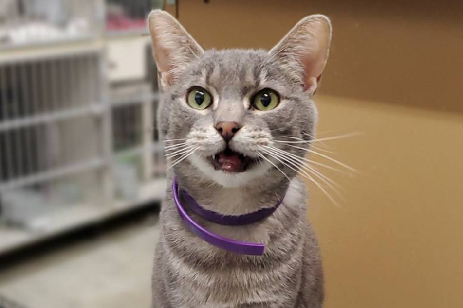 Barney the cat has spent nearly a decade at the shelter before his viral fame helped boost adoption applications.