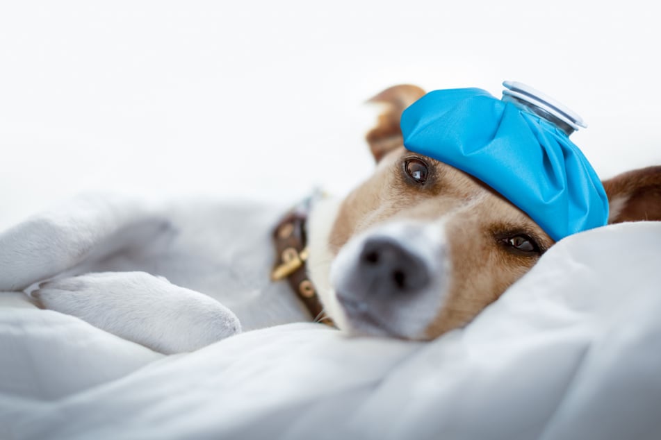 Nicht jede Erkältung bei Hund oder Katze bedarf gleich eines Tierarztbesuches. (Symbolbild)