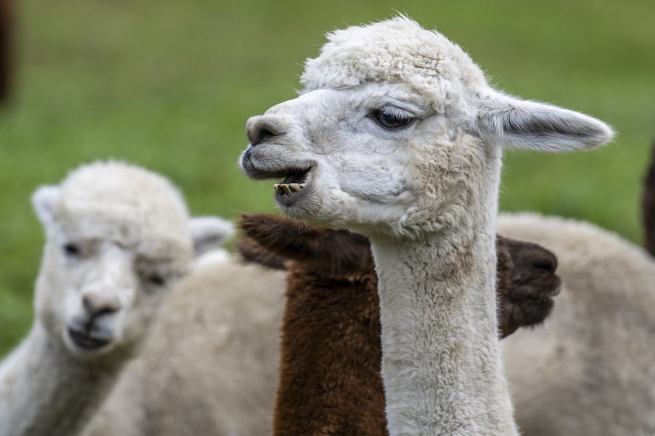 Wer in den letzten zehn Tagen Kontakt zu Wiederkäuern wie beispielsweise Lamas gehabt hat, bittet der Zoo Berlin, aktuell von einem Zoobesuch abzusehen. (Symbolbild)