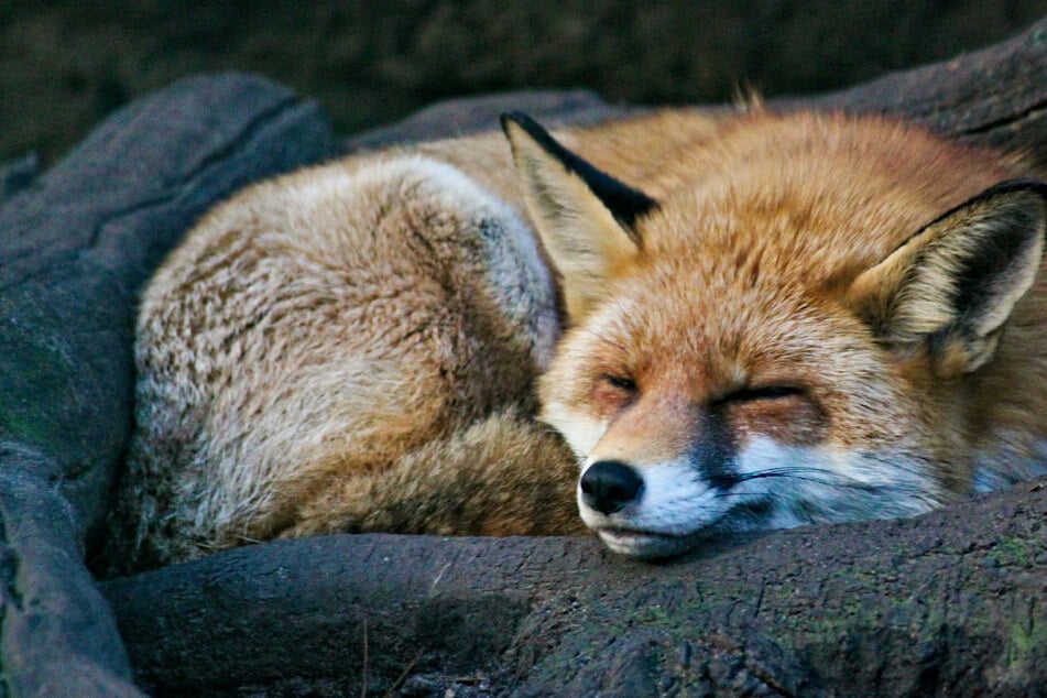A fox managed to slip onto a US-bound ship in the UK!