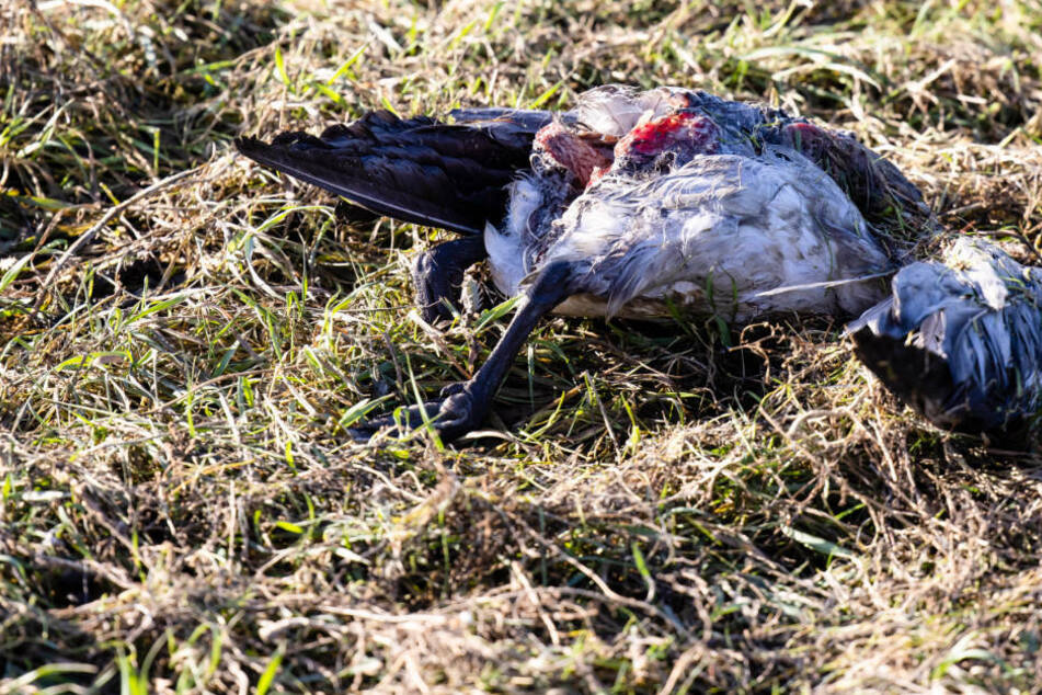 Vogelgrippe breitet sich aus: Zweiter Landkreis in Mecklenburg-Vorpommern betroffen
