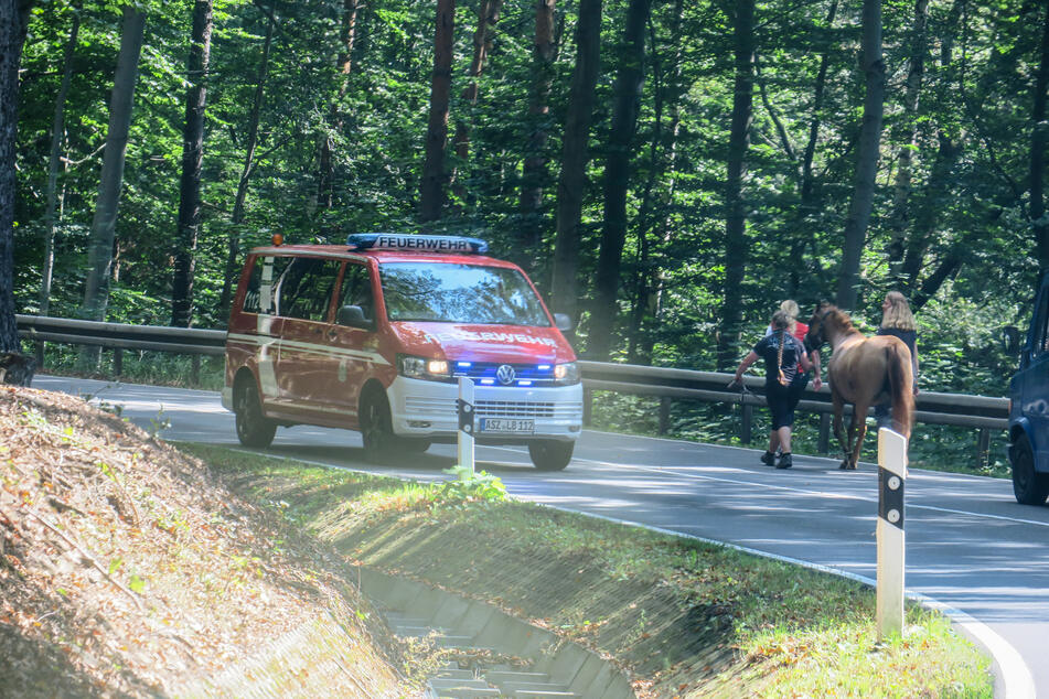 Im Erzgebirge ist am Mittwochmittag ein Pferd entlaufen und über die S222 spaziert.