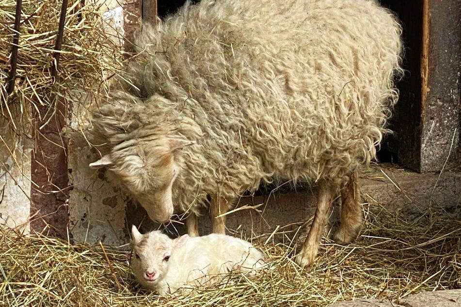 Ouessant-Schafe sind die kleinsten Schafe der Welt und haben höchstens eine Schulterhöhe von 50 Zentimetern.