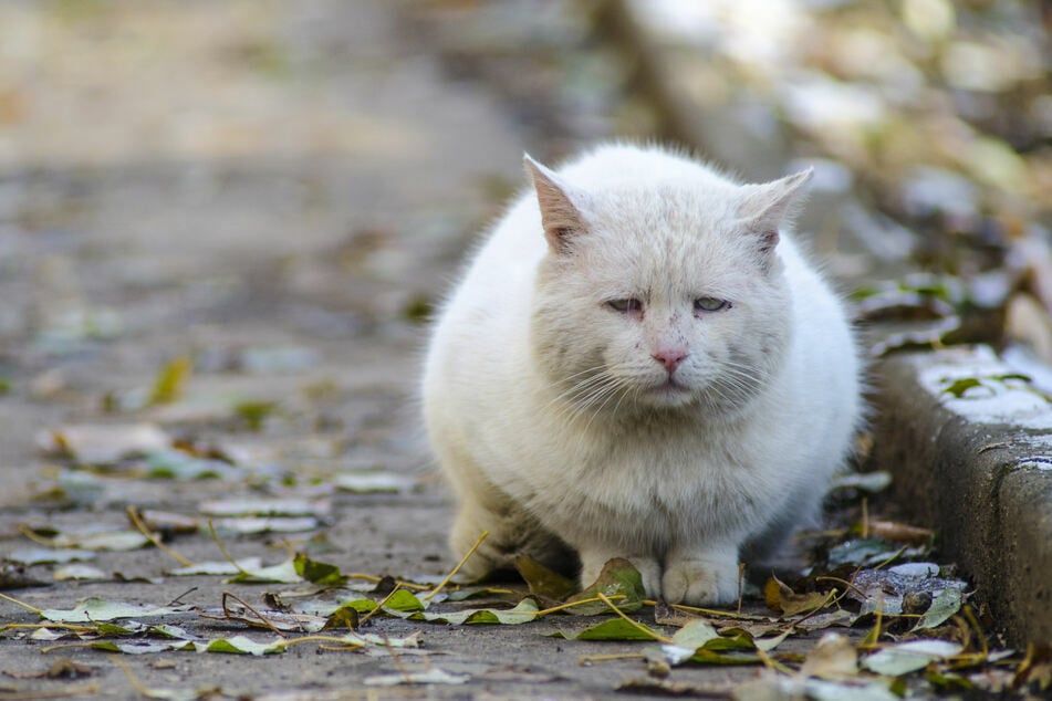 Mit einem Luftgewehr wurde im Landkreis Günzburg eine Katze schwer verletzt. (Symbolbild)