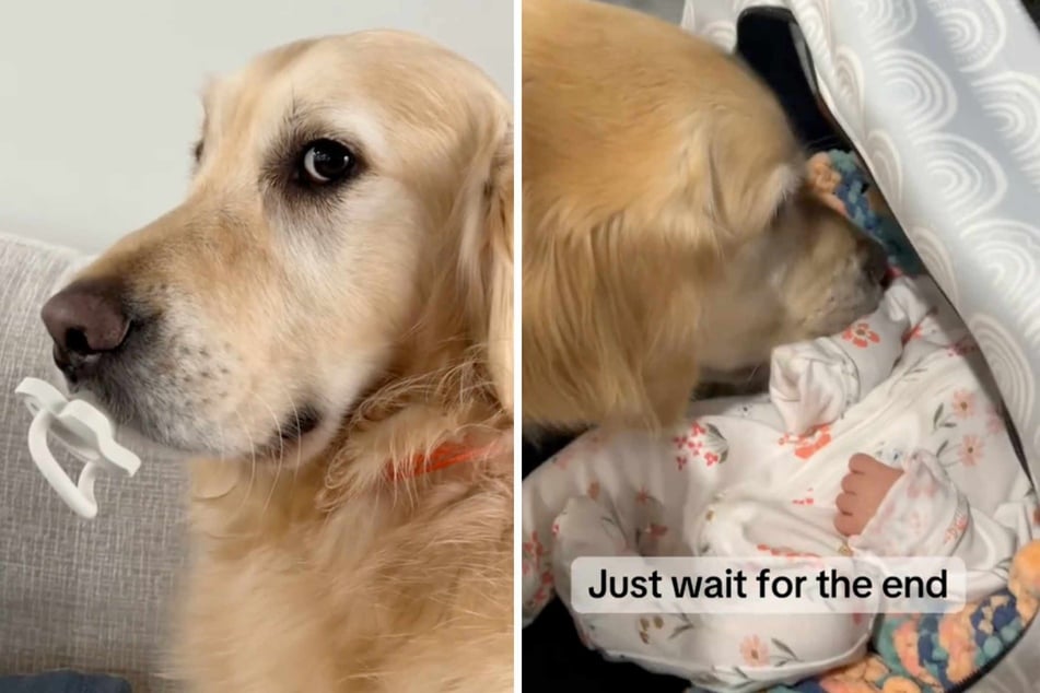 Dog seems overjoyed to meet newborn baby – until his secret motive is revealed