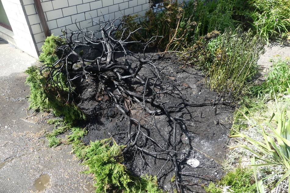 Der Koniferenbusch ist durch das Feuer verbrannt.