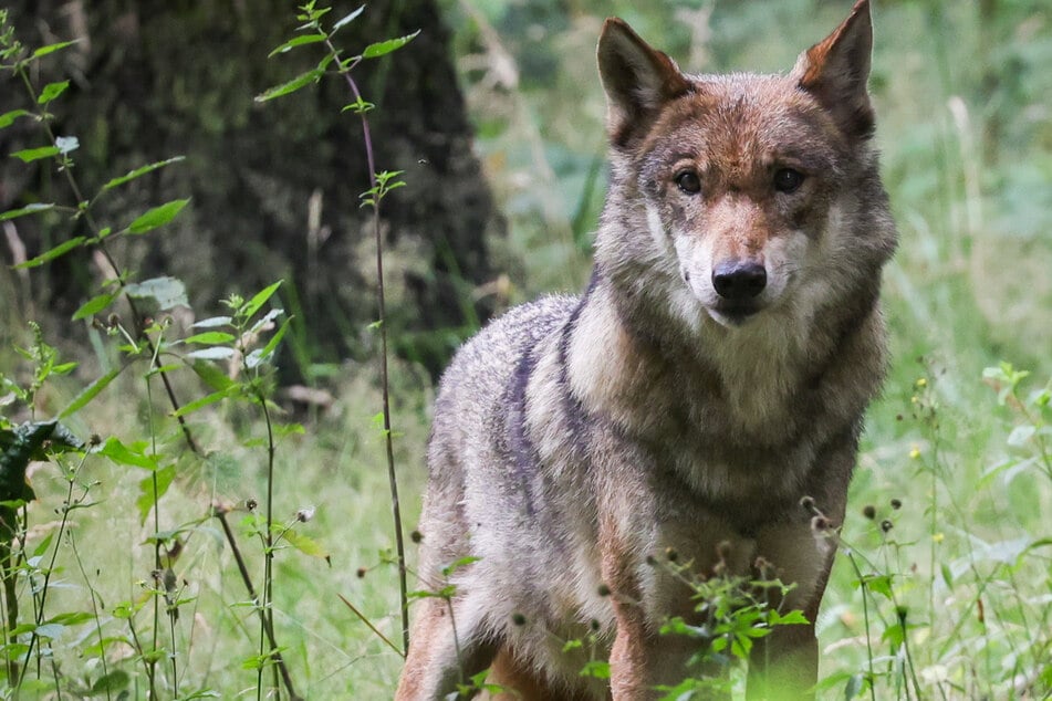 Immer wieder werden Schafe im Schwarzwald von Wölfen gerissen. (Symbolbild)