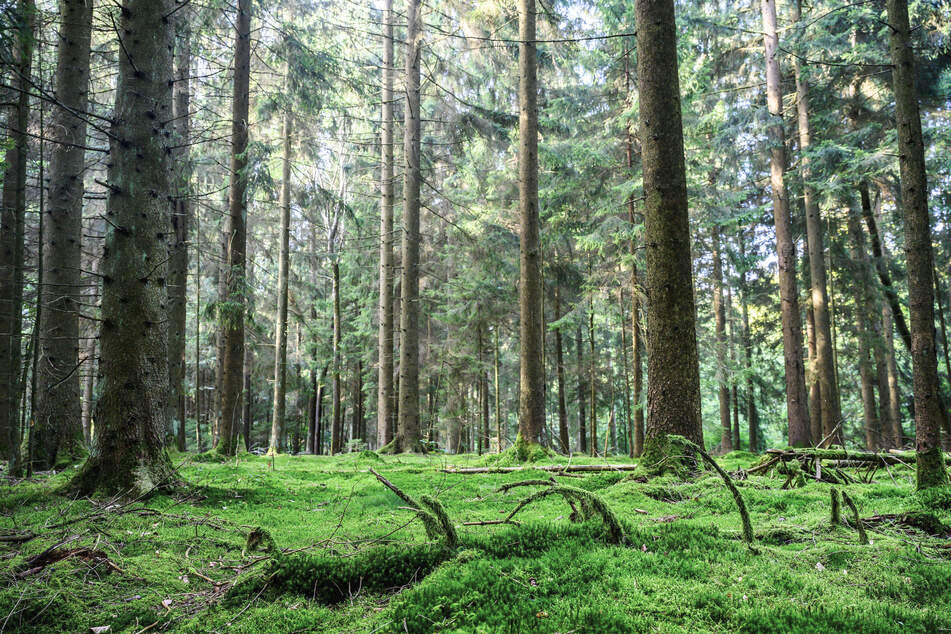 Gesunde Wälder, Flüsse und Moore seien laut Nabu ein Garant für den Wohlstand der Gesellschaft.