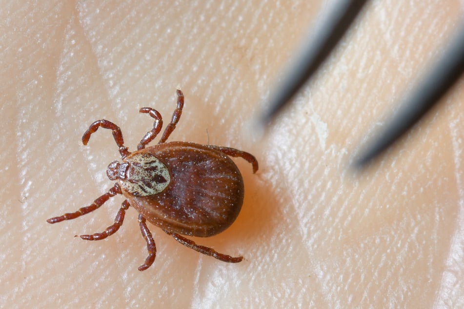 Der Sänger erkrankte durch einen Zeckenbiss an Borreliose. (Symbolbild)