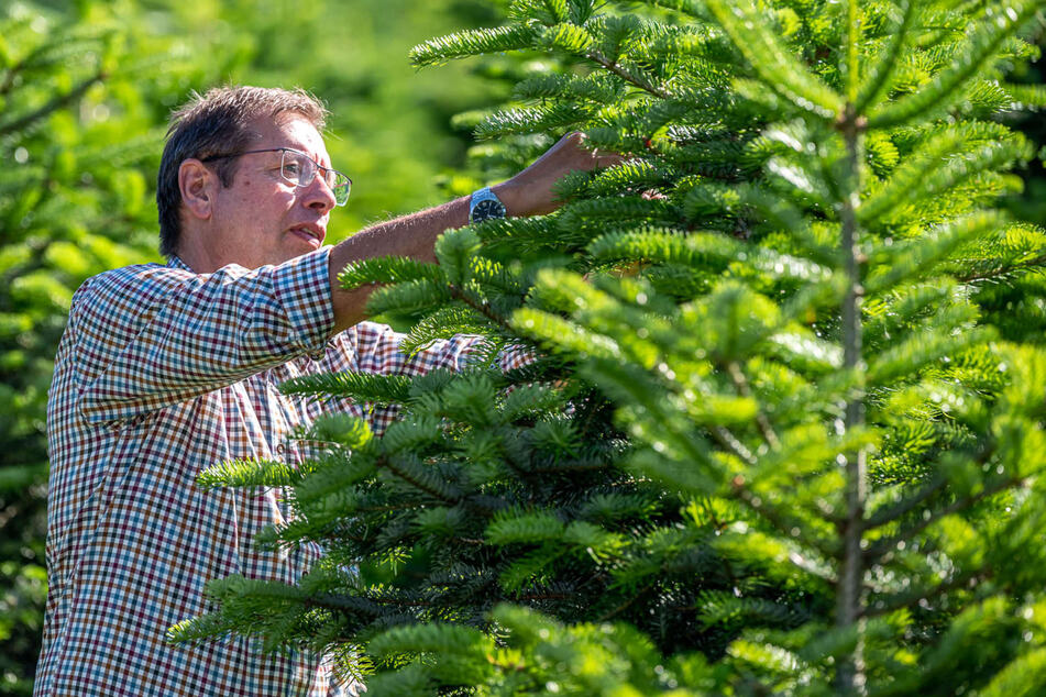 Starke Inflation: Wie viel kosten nun die Weihnachtsbäume in NRW?
