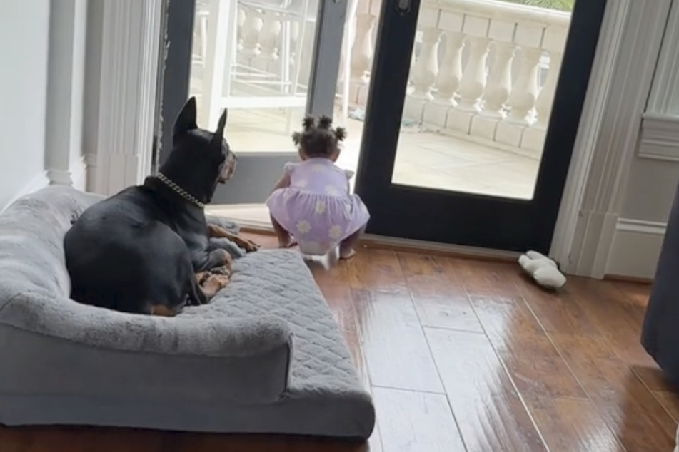 This doberman was not about to let the baby get herself into trouble.
