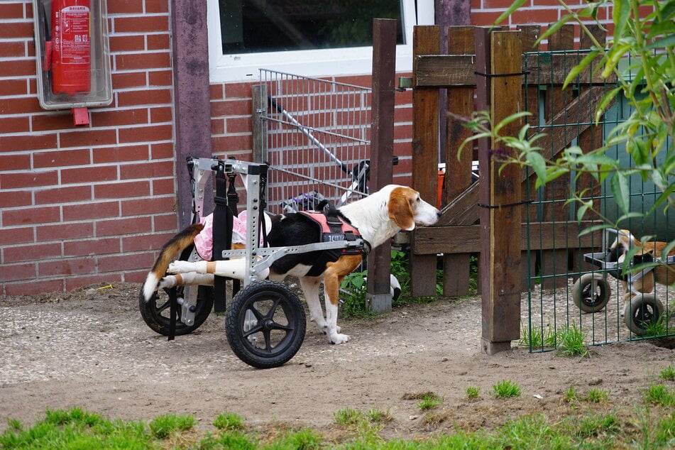 Mit einem Rolli können die meisten Hunde wieder "ganz normal" Gassi gehen und teilweise sogar Ball spielen. Der Prototyp stammt von einem Taxifahrer in Hamburg, der selber für seinen gelähmten Dackel angefangen hatte, im Keller Rollis zu bauen.