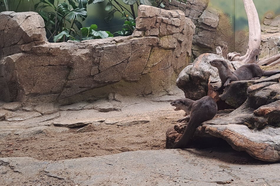 Erste Bewohner im neuen Orang-Utan-Haus des Dresdner Zoos, doch es sind keine Affen