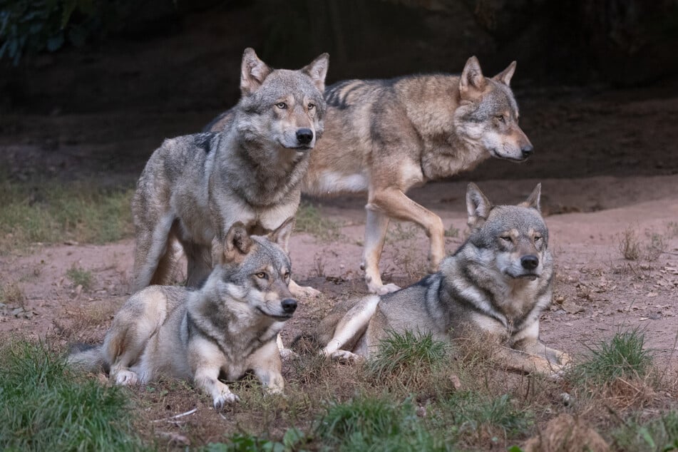 Wölfe: Wolfsrudel in NRW wächst weiter: Sieben Welpen geboren