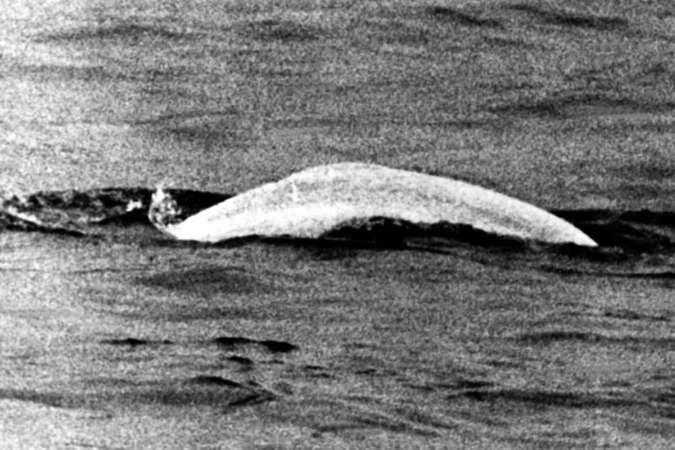 Der weiße Belugawal Moby Dick schwamm vor fast genau 60 Jahren wochenlang durch den Rhein. (Archivbild)