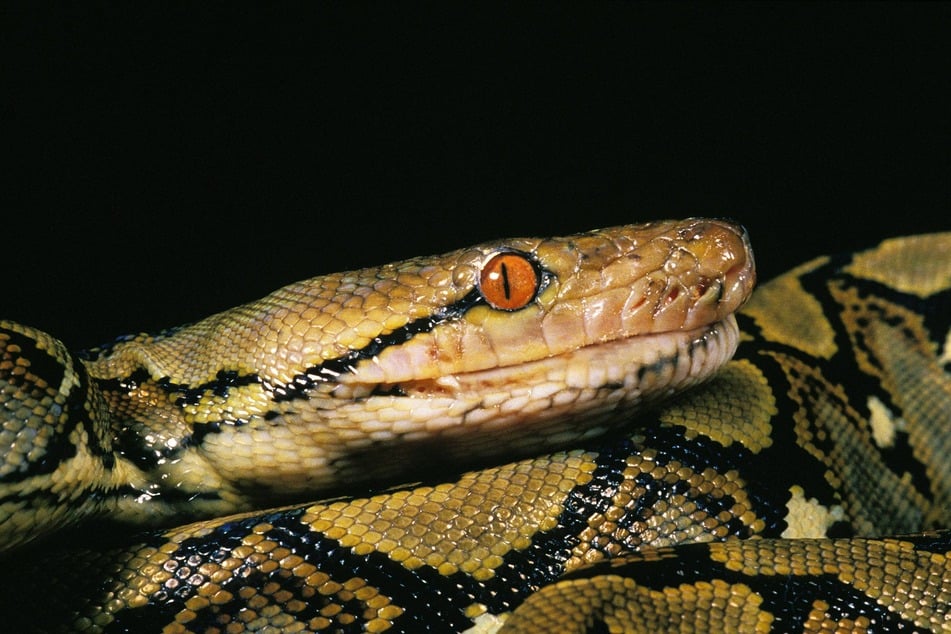 Python swallows woman whole in Indonesia in horrific discovery