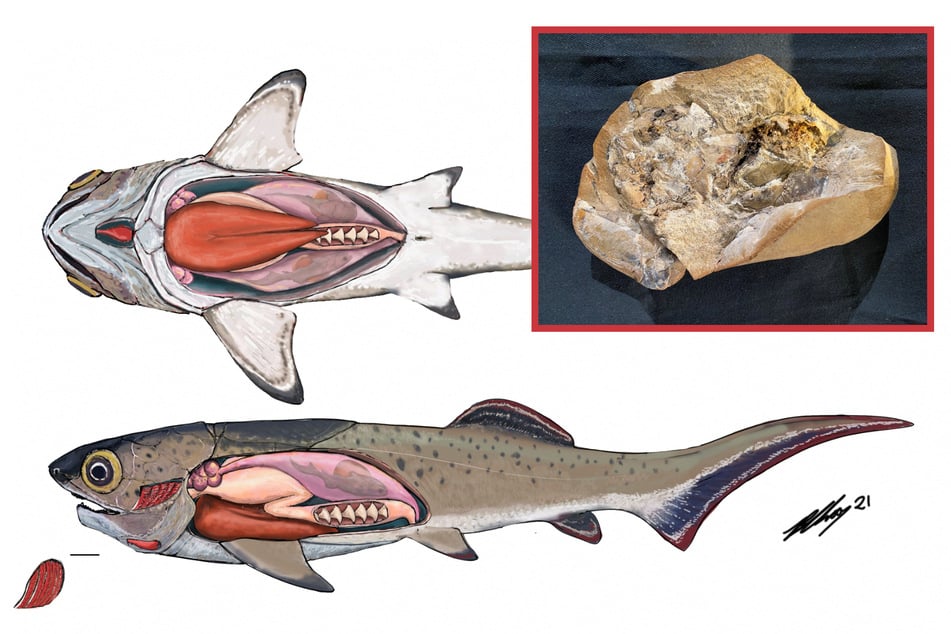 Scientists find oldest-ever fish heart in amazing evolutionary discovery