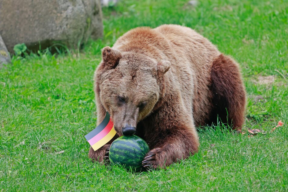 Auch die Deutschland-Melone wurde genüsslich gemampft, nachdem die Ungarn-Melone längst Geschichte war.