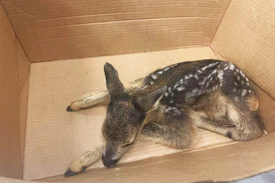 In einem kleinen Karton konnte das Bambi sicher transportiert werden.