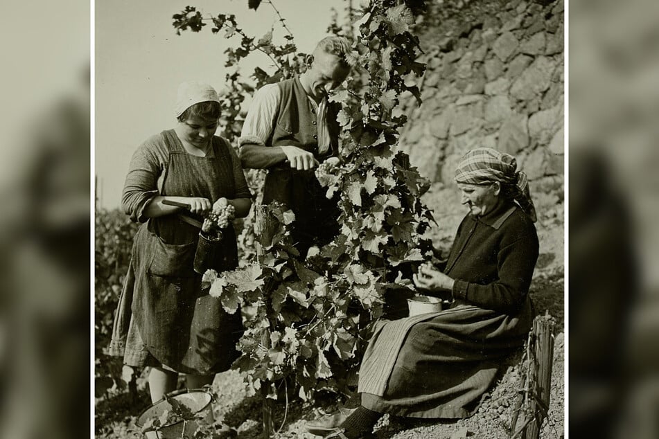 Das historische Foto von 1932 zeigt Winzer beim Entfernen der faulen Beeren aus den Trauben im Weinberg des Schlosses "Wackerbarths Ruhe".