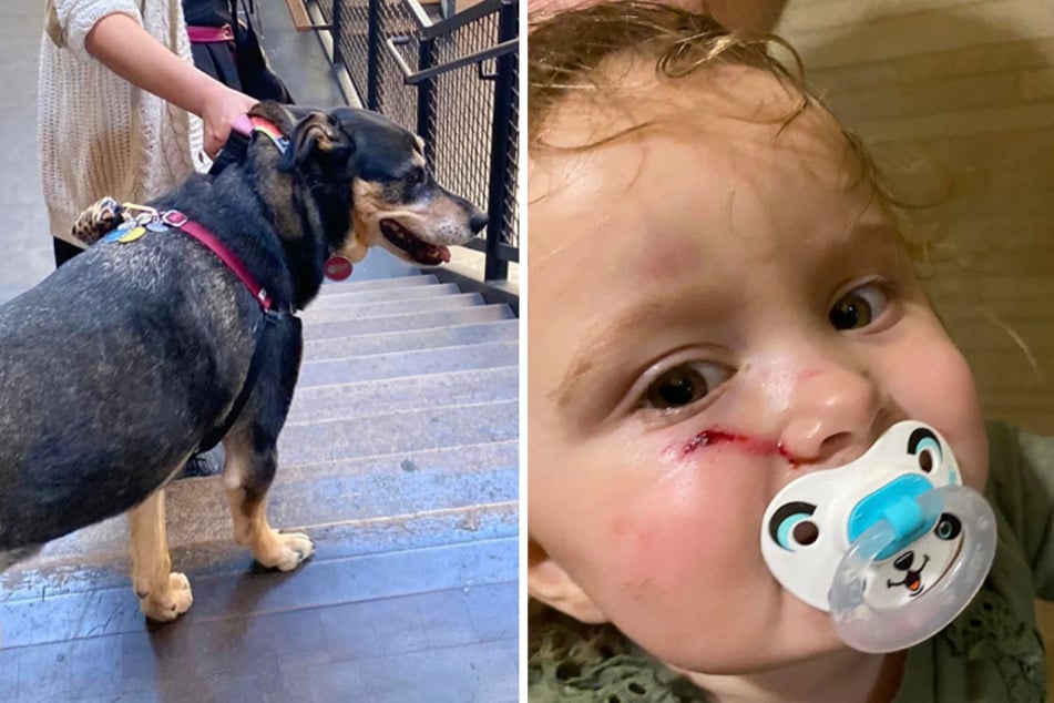 A toddler was allegedly attacked by a German Shepherd