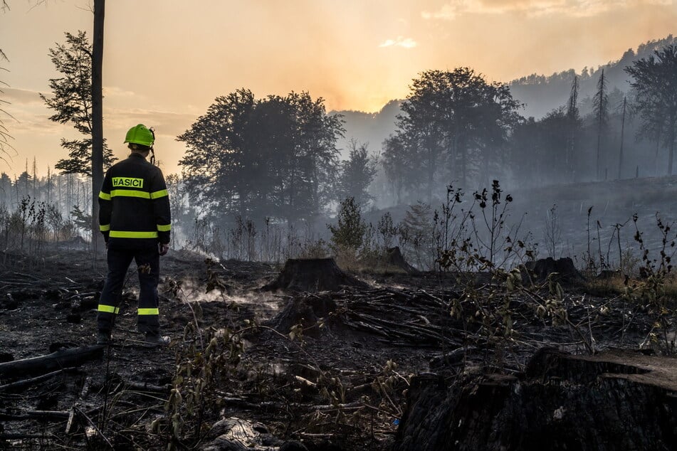 Ein Feuerwehrmann steht auf einem niedergebrannten Waldstück im Nationalpark Böhmische Schweiz in Tschechien. Dort brach das Feuer aus, das später auf den Nationalpark Sächsische Schweiz übergriff.