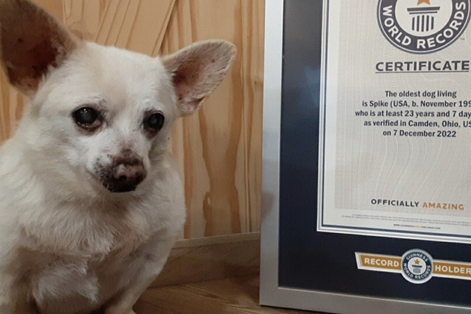 Der älteste Hund der Welt: Chihuahua Spike ist Rekordhalter