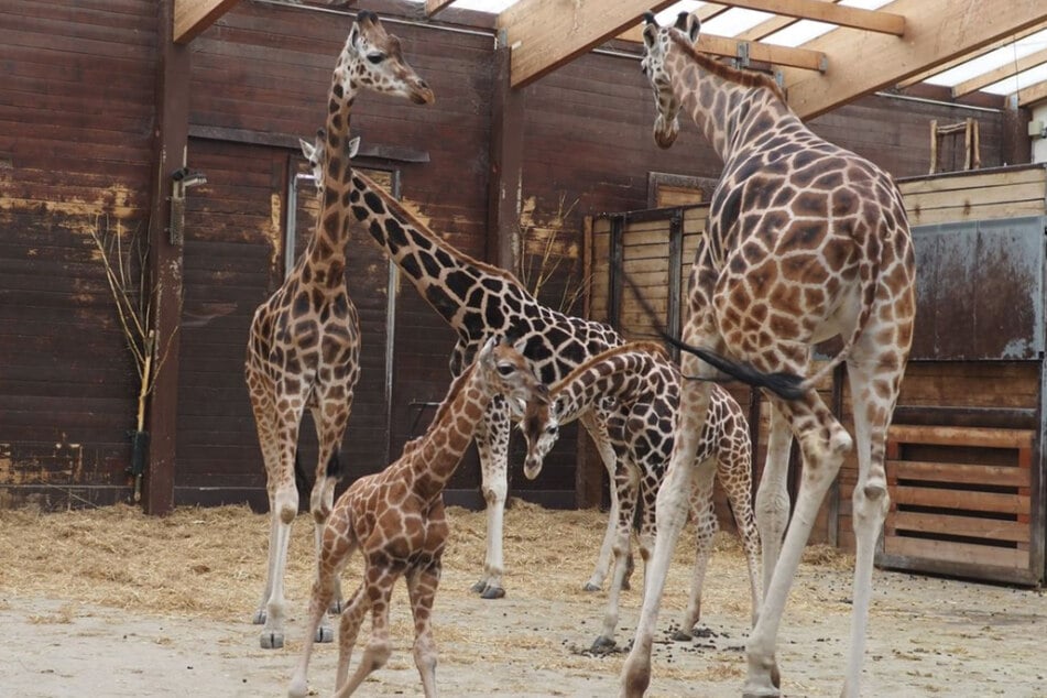 Zoo Leipzig: So lief die Zusammenführung des neugeborenen Giraffenjungen mit seiner Herde