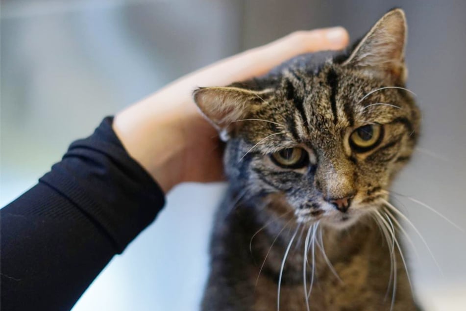 Sie hat im hohen Alter ihr Zuhause verloren: Katze Julia ist das "Sorgentier des Monats"