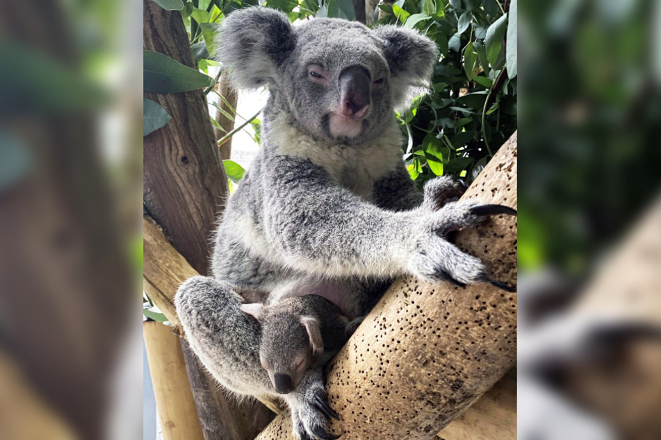 Kuschelalarm Im Leipziger Zoo Koala Baby Traut Sich Aus Beutel Heraus Tag24