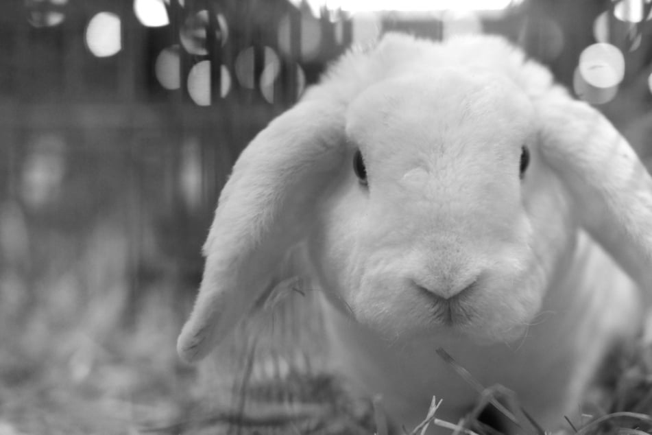 Kaninchen getötet und danach Körperteile abgetrennt