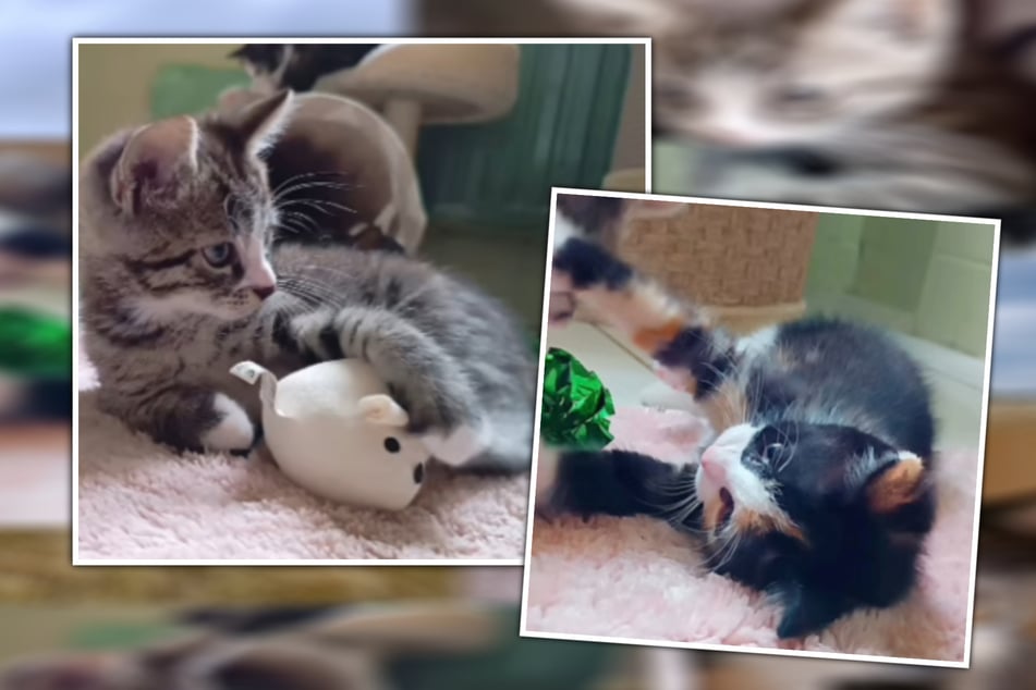 Die meisten der Katzenbabys hatte man ohne ihre Mutter gefunden.
