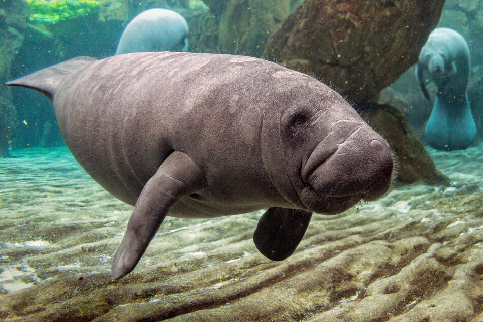 Manatees are considered a threatened species (stock image).