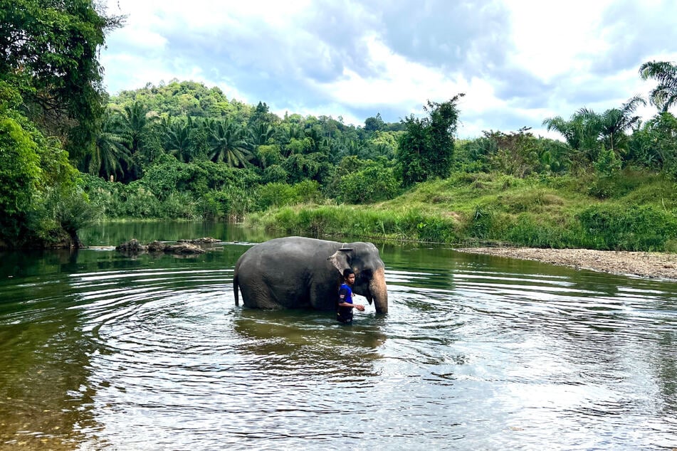 Ein Mahout badet mit seinem Elefanten in einem Elefantencamp im Süden von Thailand in der Nähe von Takua Pa.