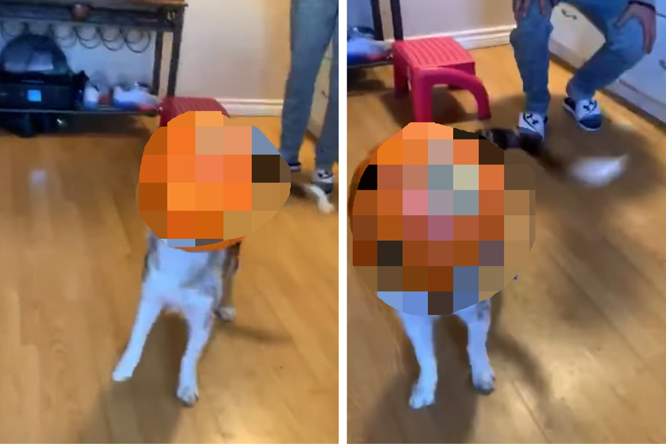 Dog surprises owners with a hilarious Halloween costume