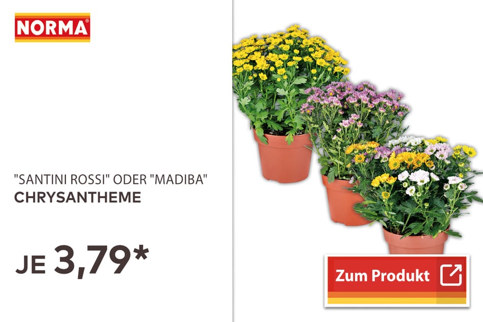 Chrysantheme für 3,79 Euro