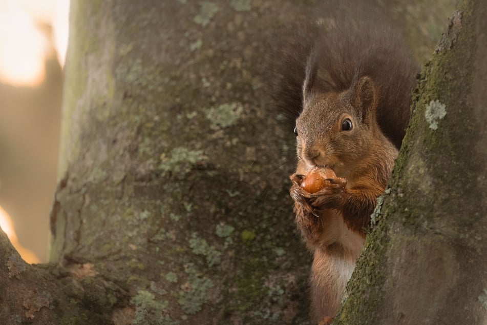 Dozens of Japanese squirrels at a zoo in Tokyo were killed by accident when officials sprayed their nests with insecticide.