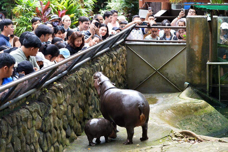 Gerade durch die sozialen Medien wurde Moo Deng zu einer kleinen vierbeinigen Berühmtheit. Seitdem kann sich der Zoo kaum noch vor Besuchern retten, doch für Nong Auto hat man eine kleine Ausnahme gemacht.