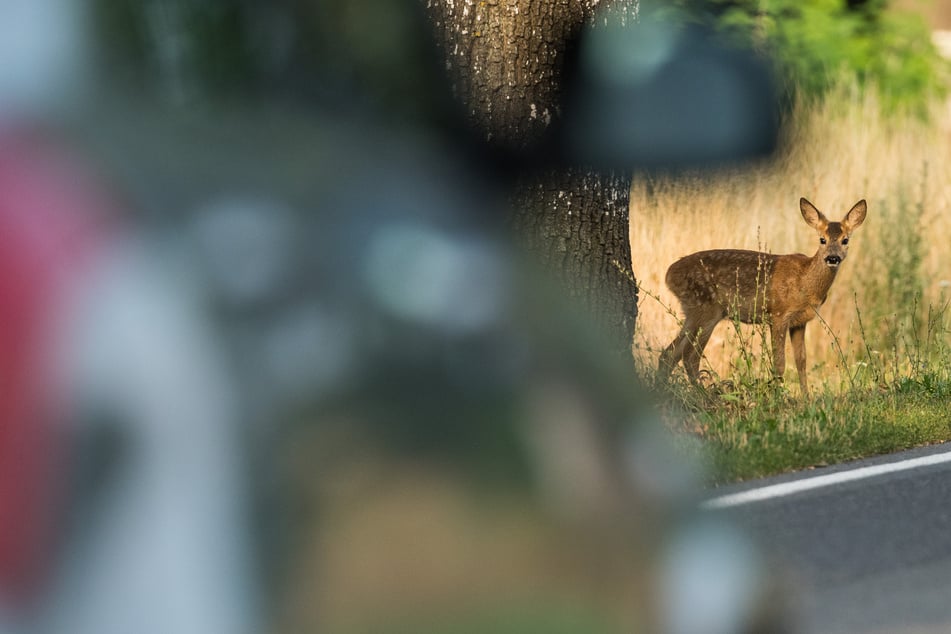 Gerade im Herbst ist Vorsicht auf den Straßen vor Wildwechsel geboten. (Symbolfoto)