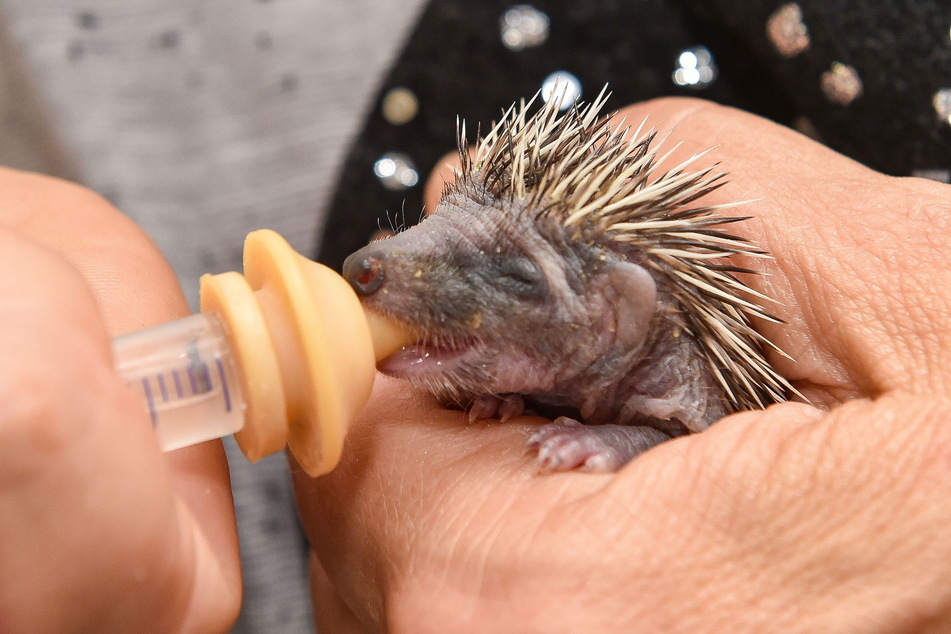 Aufwendige Handaufzucht: Dieses Igelbaby ist gerade mal zehn Tage alt, erhält eine Glukoselösung mit der Pipette.