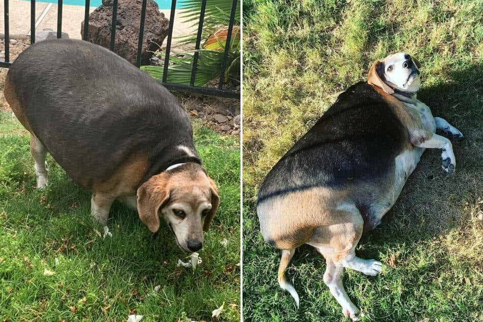 Hund Wolfgang zu seinen schwersten Zeiten: Da wog er knapp 40 Kilogramm.