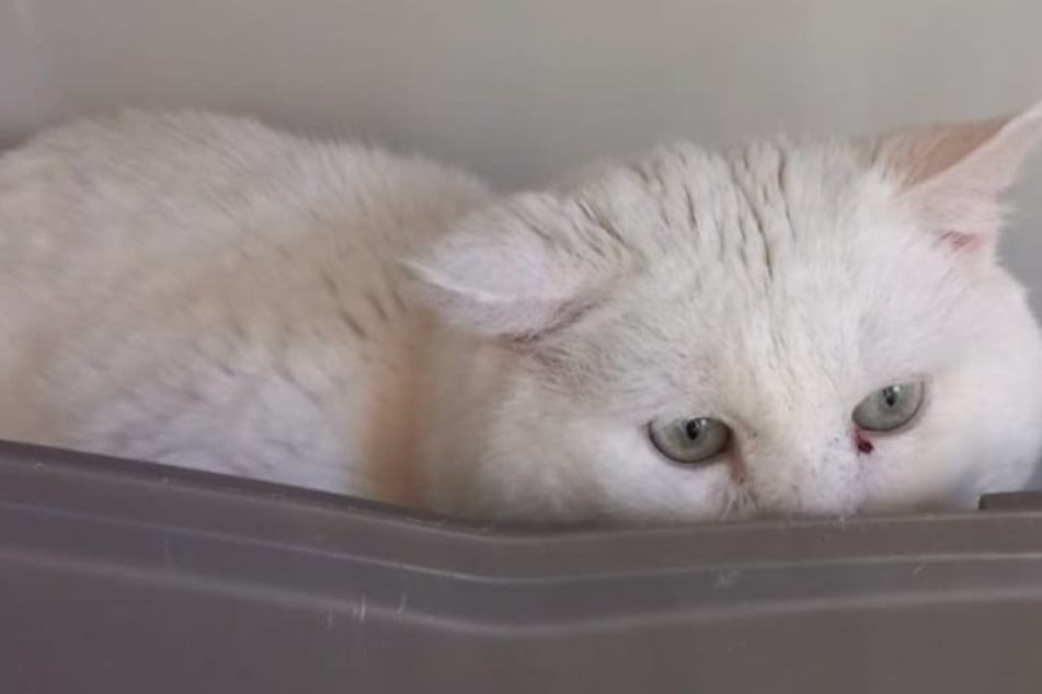 Schneemann würde das Tierheim gern verlassen und sucht liebe Katzenfreunde.