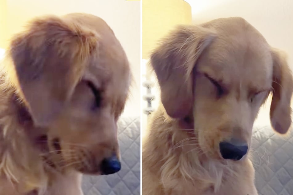 FOMO-filled puppy adorably fights against sleep in viral video