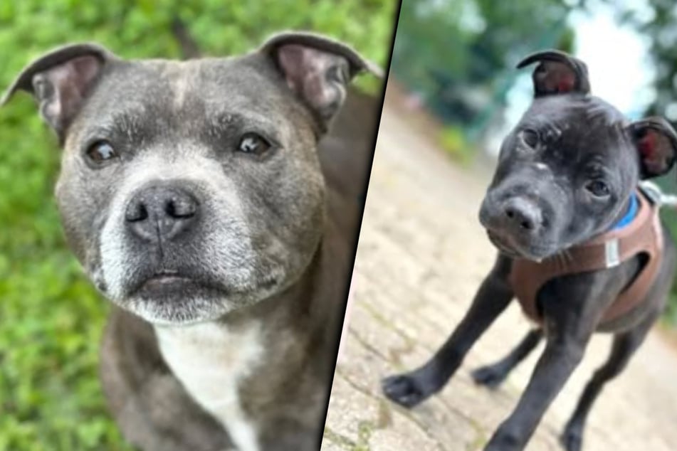 Midden in de nacht: hondemoeder Bella en puppy Theo gestolen, wie kan helpen?