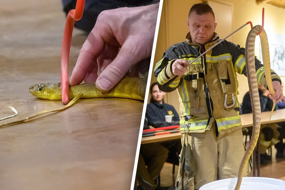 Feuerwehrleute hantieren im Zoo Magdeburg mit Schlangen: Das ist der Grund