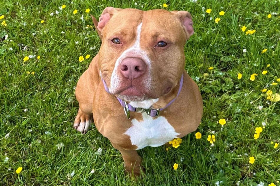 American-Staffordshire-Terrier-Mischling Elliot aus dem Hamburger Tierheim sucht ein richtiges Zuhause.