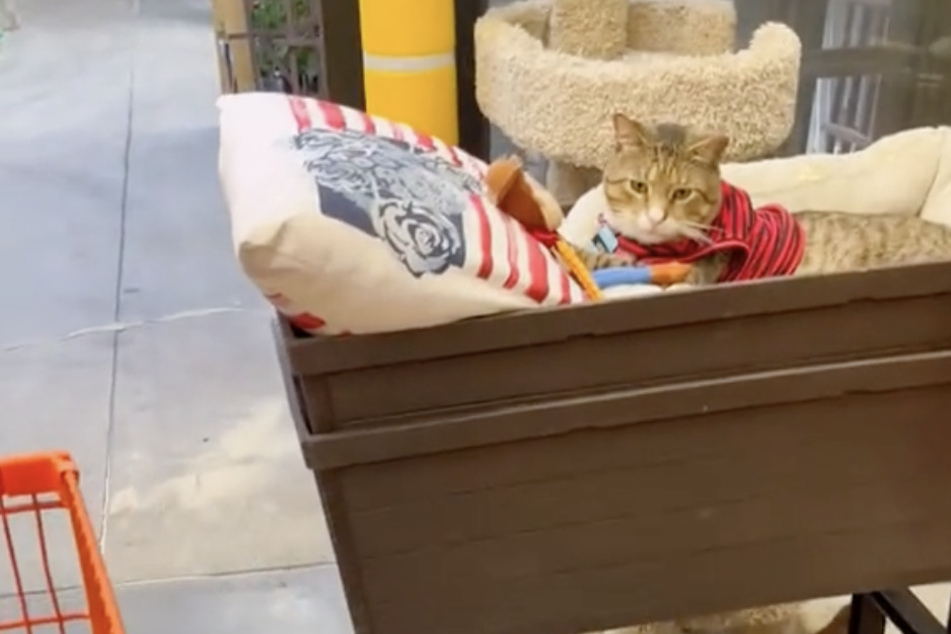 Meet the Mount Laurel Home Depot cat, Leo