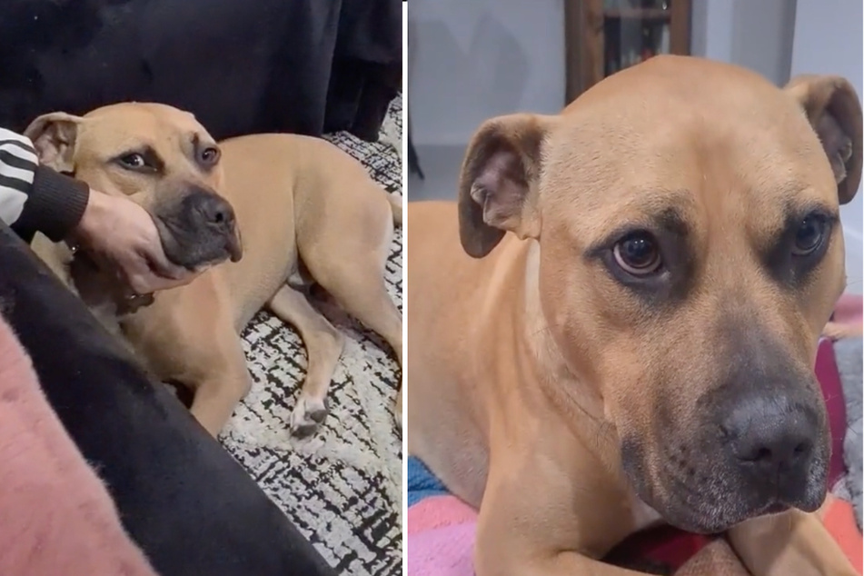 Sonny the stubborn pup goes viral with hilarious TikTok