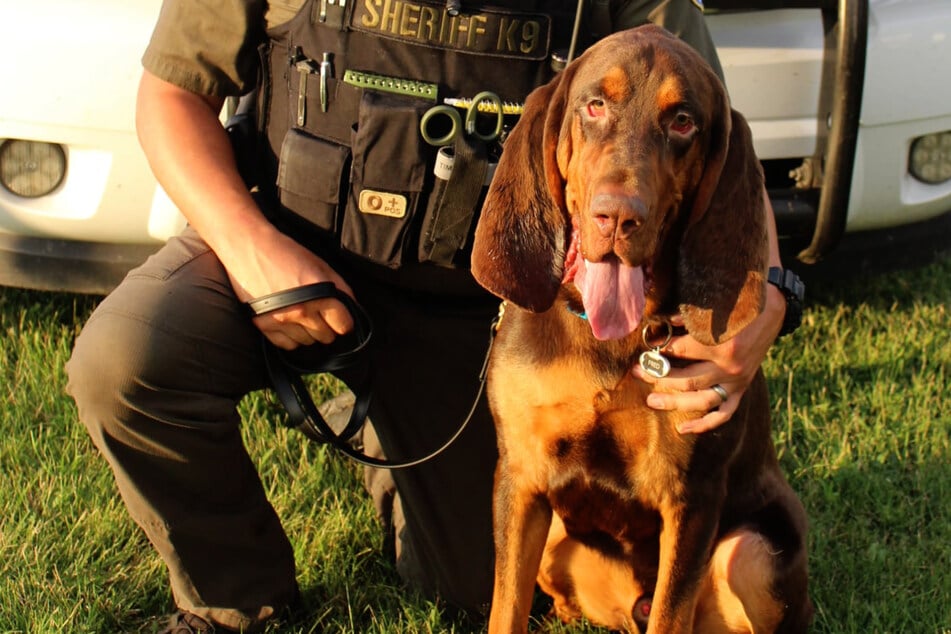 Hero hound: Tennessee police dog rescues kidnapped girl from her nightmare