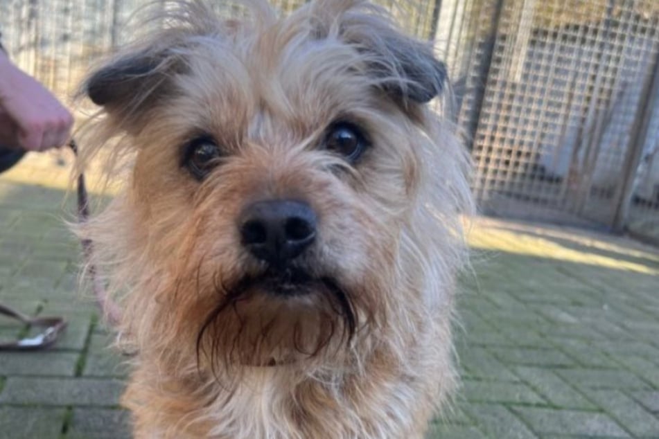 Erneut sucht das Tierheim Köln-Dellbrück ein Zuhause für Hündin Fibi.
